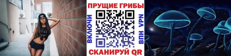 Галлюциногенные грибы Psilocybe Новое Девяткино